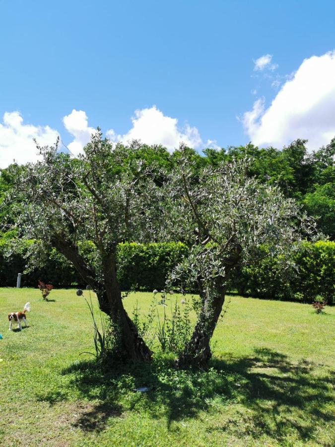 Villa Giulia Gragnola Ngoại thất bức ảnh